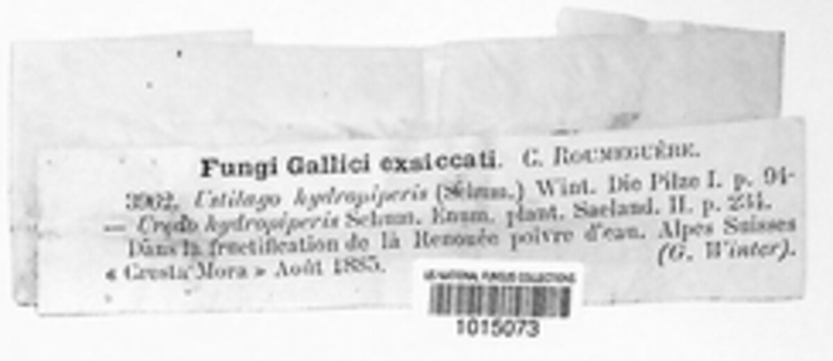 Sphacelotheca hydropiperis image